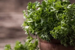 Kit De Culture - Bio - Persil Frisé - 800 Graines - Petroselinum Crispum -vidaXL Magasin 640641ae84ab86.75027248