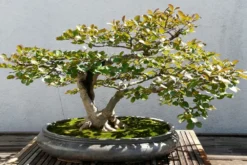 Kit De Culture - Myrte Commun - 30 Graines - Myrtus Communis -vidaXL Magasin 640641b37af733.30049485