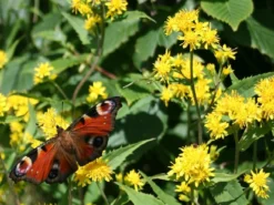 Kit De Culture - Solidage Verge D'or - 100 Graines - Solidago Virgaurea -vidaXL Magasin 640641b4c90c32.39776300