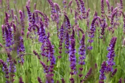 Kit De Culture - Bio - Sauge - 60 Graines - Salvia Officinalis -vidaXL Magasin 640641bf438086.74821203