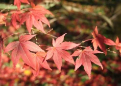 Kit De Culture - Erable Du Japon Pourpre - 20 Graines - Acer Palmatum Atropurpureum -vidaXL Magasin 640641d8236e87.81519951