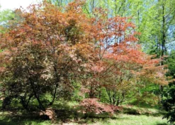 Kit De Culture - Erable Du Japon Pourpre - 20 Graines - Acer Palmatum Atropurpureum -vidaXL Magasin 640641d82dff97.81256788
