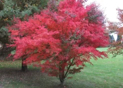 Kit De Culture - Erable Du Japon Pourpre - 20 Graines - Acer Palmatum Atropurpureum -vidaXL Magasin 640641d832b125.23226283