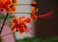 Kit De Culture - Orgueil De Chine - 10 Graines - Caesalpinia Pulcherrima -vidaXL Magasin 640641f1222758.42542490