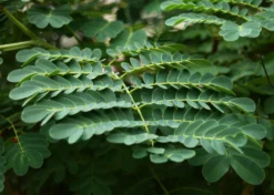 Kit De Culture - Orgueil De Chine - 10 Graines - Caesalpinia Pulcherrima -vidaXL Magasin 640641f12730a7.73038490