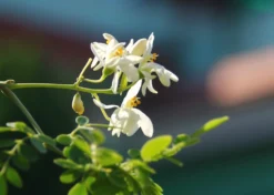 Kit De Culture - Moringa - 10 Graines - Moringa Oleifera -vidaXL Magasin 640641f4547a73.61153088