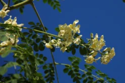 Kit De Culture - Moringa - 10 Graines - Moringa Oleifera -vidaXL Magasin 640641f45e0099.40617785