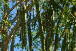 Kit De Culture - Moringa - 10 Graines - Moringa Oleifera -vidaXL Magasin 640641f462d1b0.92586215