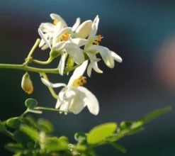 Kit De Culture - Moringa - 10 Graines - Moringa Oleifera -vidaXL Magasin 640641f4686cb0.45653273