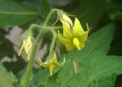 Kit De Culture - Tomate San Marzano - 10 Graines - Lycopersicon Esculentum -vidaXL Magasin 640641fa29a824.71109885