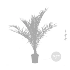 2x Phoenix Canariensis - Palmier Dattier Des Canaries - Palmier - Rustique – ⌀19 Cm - ↕80-100 Cm -vidaXL Magasin 640b20121a6e42.84880021
