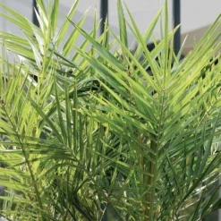 2x Phoenix Canariensis - Palmier Dattier Des Canaries - Palmier - Rustique – ⌀19 Cm - ↕80-100 Cm -vidaXL Magasin 640b20122ac528.41887841