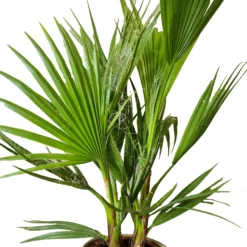 2x Washingtonia Robusta - Palmier Mexicain - Palmier Extérieur - Persistant – ⌀21 Cm - ↕80-100 Cm -vidaXL Magasin 640b20277aca19.39277989