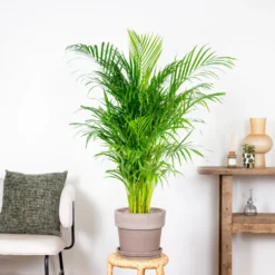 Dypsis Lutescens - Palmier Dorés - Plante D'intérieur - Entretien Facile – ⌀24 Cm - ↕120-130 Cm 7 Dypsis Lutescens - Palmier Dorés - Plante D'intérieur - Entretien Facile – ⌀24 Cm - ↕120-130 Cm -vidaXL Magasin 640b20fca5b7e0.32931712