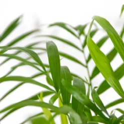 Chamaedorea Elegans - Palmier Nain Mexicain - Purificateur D'air – ⌀17 Cm - ↕50-60 Cm -vidaXL Magasin 640b2104598045.56432407