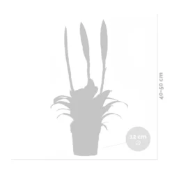 Vriesea Era – Torch Bromelia – Plante D'intérieur – Peu D'entretien – ⌀12 Cm – ↕40-50 Cm -vidaXL Magasin 640b75191d7d17.63926788