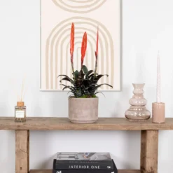 Vriesea Era – Torch Bromelia – Plante D'intérieur – Peu D'entretien – ⌀12 Cm – ↕40-50 Cm -vidaXL Magasin 640b75192e1106.98667861