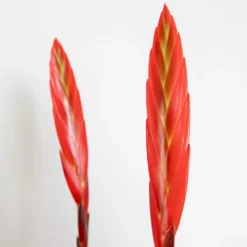 Vriesea Era – Torch Bromelia – Plante D'intérieur – Peu D'entretien – ⌀12 Cm – ↕40-50 Cm -vidaXL Magasin 640b7519494c11.65957353