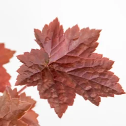 Heuchera Micrantha 'palace Purple' - Campanule - Vivace - Rustique – ⌀9 Cm - ↕10-15 Cm -vidaXL Magasin 640b7536847767.03860635