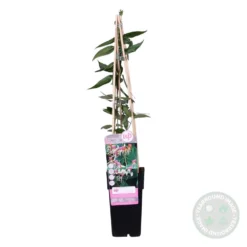 2x Lonicera Henryi – Chèvrefeuille – Plante Grimpante – Persistant – ⌀15 Cm - ↕60-70 Cm -vidaXL Magasin 640b753f371b35.57231534