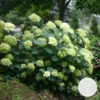 Hydrangea Paniculata 'little Lime' - Hortensia Panache - Arbuste - Rustique – ⌀19 Cm - ↕35-45 Cm