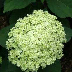 Hydrangea Paniculata 'little Lime' - Hortensia Panache - Arbuste - Rustique – ⌀19 Cm - ↕35-45 Cm -vidaXL Magasin 640b75759697d4.22308834