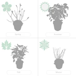 Hydrangea Paniculata 'little Lime' - Hortensia Panache - Arbuste - Rustique – ⌀19 Cm - ↕35-45 Cm -vidaXL Magasin 640b757599db53.99239027