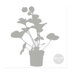 3x Fragaria 'pink Summer Breeze' – Fraisier – Entretien Facile – ⌀10,5 Cm - ↕15-20 Cm -vidaXL Magasin 640b77b9e4eae9.23261391