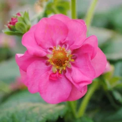 3x Fragaria 'pink Summer Breeze' – Fraisier – Entretien Facile – ⌀10,5 Cm - ↕15-20 Cm -vidaXL Magasin 640b77ba252ea0.06918409