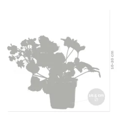 3x Fragaria 'red Summer Breeze' – Fraisier – Entretien Facile – ⌀10,5 Cm - ↕15-20 Cm -vidaXL Magasin 640b77c82882e9.60853617