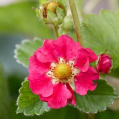 3x Fragaria 'red Summer Breeze' – Fraisier – Entretien Facile – ⌀10,5 Cm - ↕15-20 Cm -vidaXL Magasin 640b77c8530836.31029797