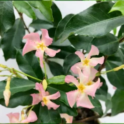 3x Trachelospermum 'pink Showers' – Jasmin De Toscane – Plante Grimpante – ⌀9 Cm - ↕15-20 Cm -vidaXL Magasin 640b77ef849b52.69347073