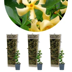 3x Trachelospermum Star Of Toscany – Jasmin De Toscane – Rustique – ⌀9 Cm - ↕15-20 Cm
