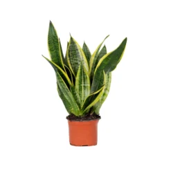 Sansevieria 'laurentii' – Sansevieria – Succulente – Peu D'entretien – ⌀12cm – ↕25-35cm