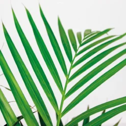 Dypsis Lutescens Incl. Panier En Jonc De Mer - Facile D'entretien - ⌀21 Cm - ↕100-110 Cm -vidaXL Magasin 640b7898e19b00.69601100