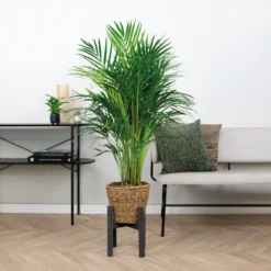 Dypsis Lutescens Incl. Panier En Jonc De Mer - Facile D'entretien - ⌀21 Cm - ↕100-110 Cm -vidaXL Magasin 640b7898ee0c36.81719850