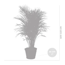 Dypsis Lutescens Incl. Panier En Jonc De Mer - Facile D'entretien - ⌀21 Cm - ↕100-110 Cm -vidaXL Magasin 640b78992bb466.17334359