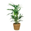 Howea Forsteriana Incl Seagrass Basket - Palmier Kentia - Purificateur D'air - ⌀19 Cm - ↕90-100 Cm