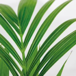 Howea Forsteriana Incl Seagrass Basket - Palmier Kentia - Purificateur D'air - ⌀19 Cm - ↕90-100 Cm 7 Howea Forsteriana Incl Seagrass Basket - Palmier Kentia - Purificateur D'air - ⌀19 Cm - ↕90-100 Cm -vidaXL Magasin 640b78a06216e9.82338484