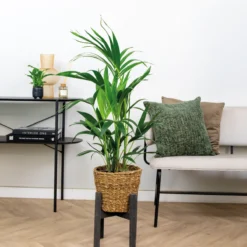 Howea Forsteriana Incl Seagrass Basket - Palmier Kentia - Purificateur D'air - ⌀19 Cm - ↕90-100 Cm 8 Howea Forsteriana Incl Seagrass Basket - Palmier Kentia - Purificateur D'air - ⌀19 Cm - ↕90-100 Cm -vidaXL Magasin 640b78a0818a38.30649967