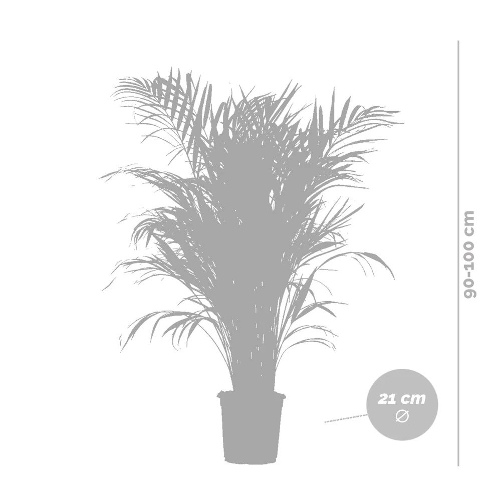 Dypsis Lutescens Incl. Panier En Jonc De Mer - Palmier Doré - ⌀21 Cm - ↕100-110 Cm 5 Dypsis Lutescens Incl. Panier En Jonc De Mer - Palmier Doré - ⌀21 Cm - ↕100-110 Cm – Image 5