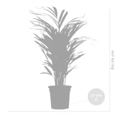 2x Dypsis Lutescens - Palmier Doré - Plante D'intérieur - Facile D'entretien - ⌀17 Cm - ↕60-70 Cm -vidaXL Magasin 640b78a391d3f4.46710132