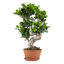 Ficus Microcarpa 'ginseng' En Forme De S – Bonsaï – Plante D'intérieur – ⌀22 Cm - ↕60-70 Cm