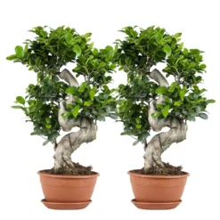 2x Ficus Microcarpa 'ginseng' En Forme De S – Bonsaï – Plante D'intérieur – ⌀22 Cm - ↕60-70 Cm