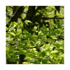 Hêtre Commun Sylvatica/pot De 7,5l - 60/80 Cm -vidaXL Magasin 6411c521126554.18080660