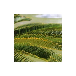 Cycas Du Japon/pot De 25l - 60/80 Cm -vidaXL Magasin 6411c5b361fa74.05904111