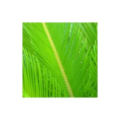 Cycas Du Japon/pot De 25l - 60/80 Cm -vidaXL Magasin 6411c5b365ae74.91314817