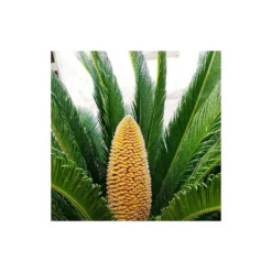 Cycas Du Japon/pot De 70l - Stipe 40/50 Cm -vidaXL Magasin 6411c5d6b49964.14762955