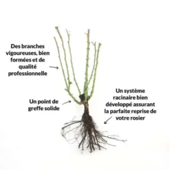 Rosier 'diorama' - -vidaXL Magasin 6419b64b16ab27.97474187