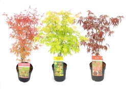 Set De 3 Erables Japonnais - Pot ⌀19cm - H.60-70cm (hauteur Pot Incluse) - Acer Japonica - Plantes Rustique